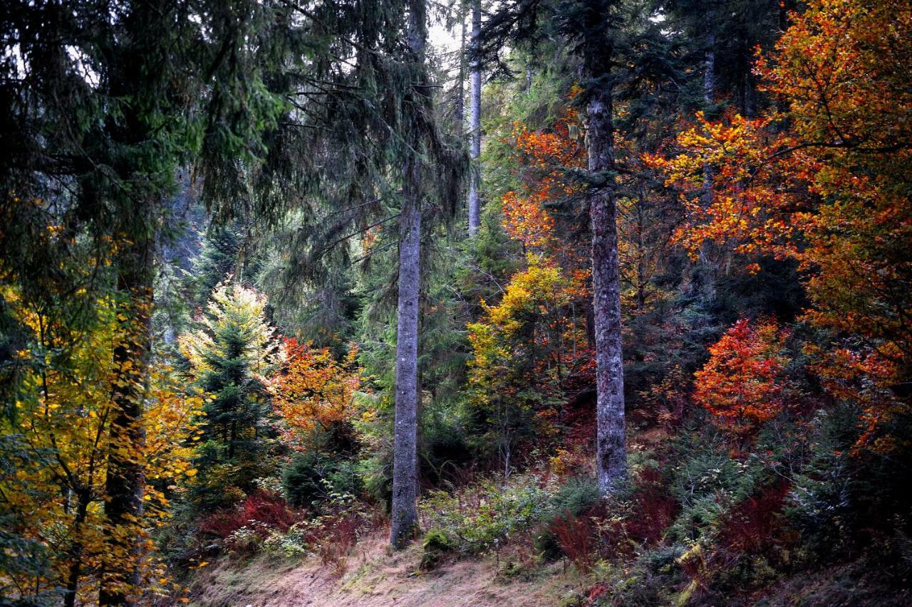 Fewo C1 für bis zu 5 Personen Menzenschwand-Hinterdorf Exterior foto